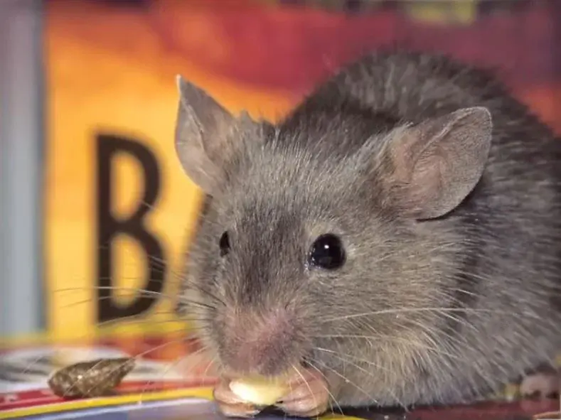 Rodent in Bend
