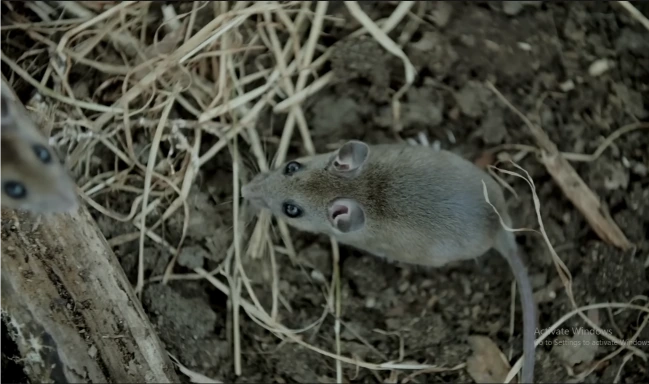 Mouse nesting in debris near an Old Farm District property