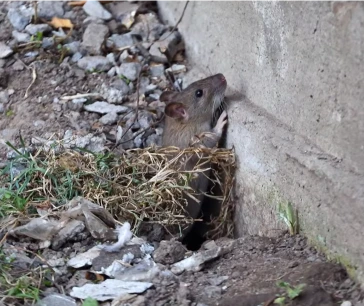 How to Rodent-Proof Your Bend Home Before Winter: The Complete Checklist 3 A mouse moving along a wall inside a home